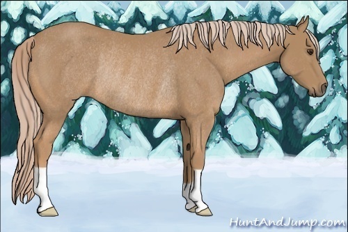 Horse Color:Palomino Rabicano