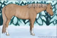 Horse Color:Palomino Rabicano 