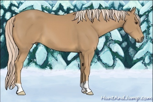 Horse Color:Palomino 