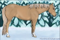Horse Color:Palomino