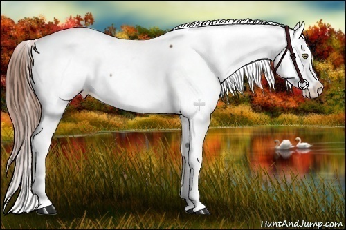 Horse Color:Chestnut Snowcap