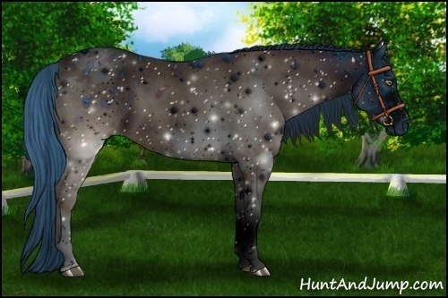 Horse Color:ERROR: UNKNOWN ANOMALY