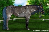 Horse Color:ERROR: UNKNOWN ANOMALY