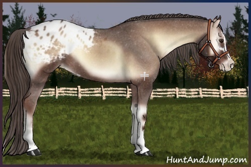 Horse Color:Red Onyx Sabino Blanket