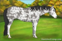 Horse Color:Grullo Ice Sabino