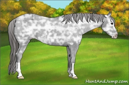 Horse Color:Black Ice Appaloosa