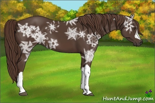 Horse Color:Liver Chestnut Ice
