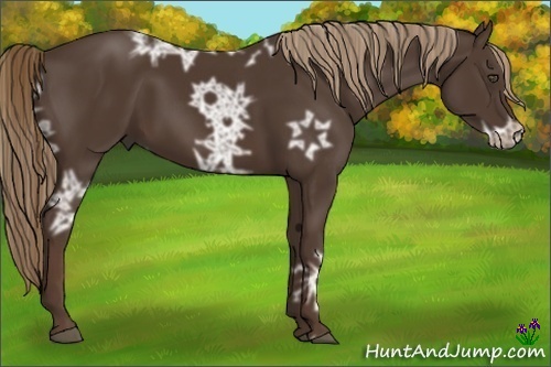 Horse Color:Liver Chestnut Ice 