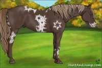 Horse Color:Liver Chestnut Ice 