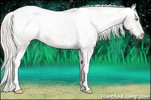 Horse Color:Silver Amber Champagne Ice Appaloosa Rabicano