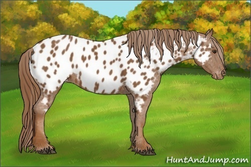 Horse Color:Chestnut Appaloosa 