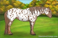 Horse Color:Chestnut Appaloosa