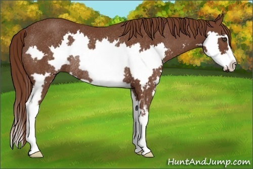 Horse Color:Chestnut Splash Frame Rabicano