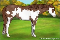 Horse Color:Chestnut Splash Frame Rabicano