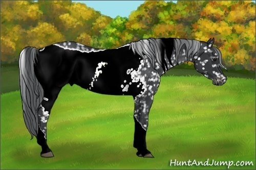 Horse Color:ERROR: UNKNOWN ANOMALY