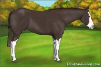 Horse Color:Liver Chestnut Splash 