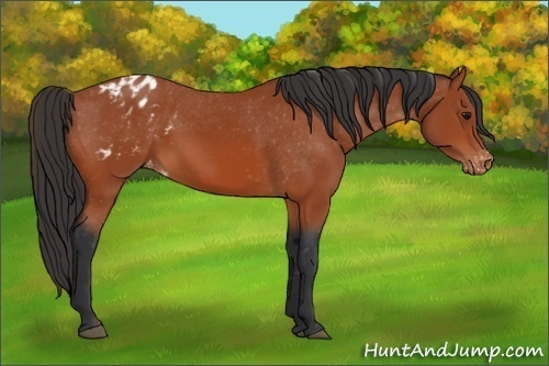 Horse Color:Bay Appaloosa 