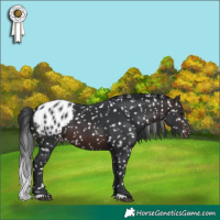 Horse Color:Brown Appaloosa