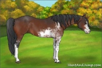 Horse Color:Bay Sabino 
