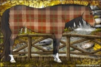 Horse Color:Plaid Bay