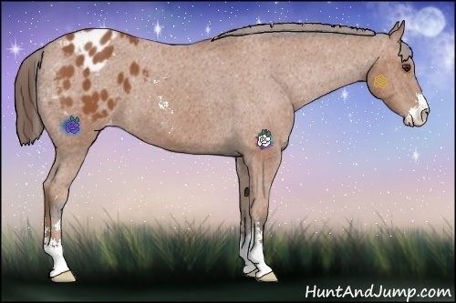 Horse Color:Bay Sabino Appaloosa 