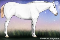 Horse Color:Buckskin Sabino Snowflake Varnish 