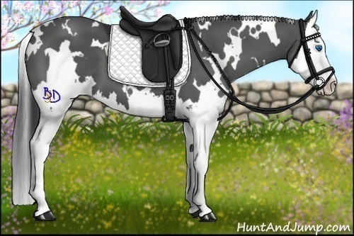 Horse Color:White Spotted Black Splash 