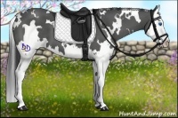 Horse Color:White Spotted Black Splash