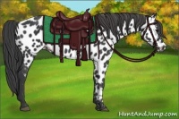 Horse Color:Black Appaloosa
