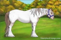 Horse Color:Chestnut Sabino Tobiano Appaloosa