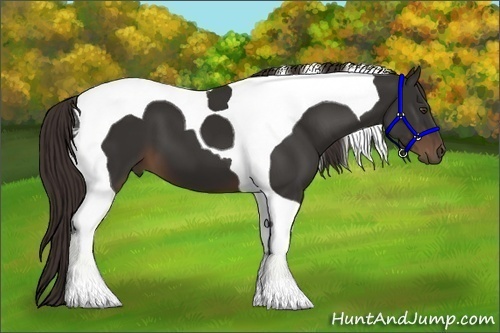 Horse Color:Liver Chestnut Tobiano 