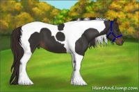 Horse Color:Liver Chestnut Tobiano 