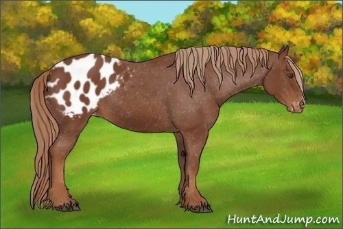 Horse Color:Chestnut Varnish