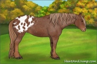 Horse Color:Chestnut Varnish 