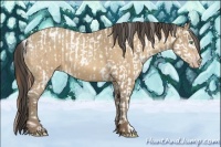 Horse Color:Amber Cream Champagne Appaloosa and Amber Cream Champagne