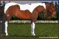 Horse Color:Bay Tobiano Rabicano 