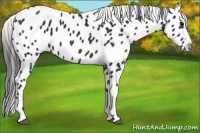Horse Color:Brown Appaloosa 