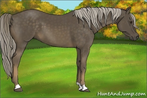 Horse Color:Chocolate Palomino 