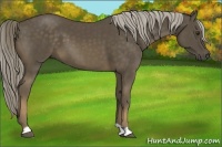 Horse Color:Chocolate Palomino 