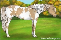 Horse Color:White Spotted Palomino