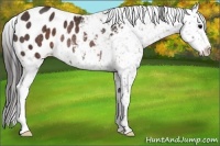 Horse Color:Brown Appaloosa Rabicano 