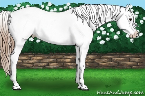 Horse Color:Liver Red Dun Roan Appaloosa 