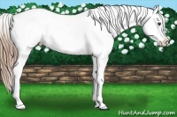 Horse Color:Liver Red Dun Roan Near Leopard 