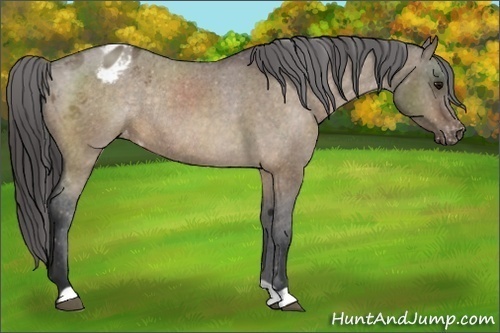 Horse Color:Brown Dun Varnish Rabicano