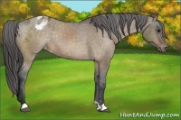 Horse Color:Brown Dun Varnish Rabicano