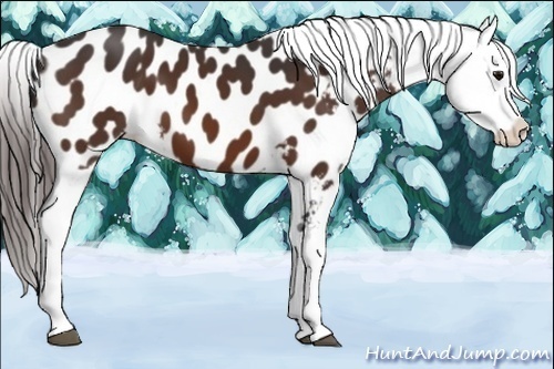 Horse Color:Bay Appaloosa 