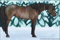 Horse Color:Brown Rabicano 