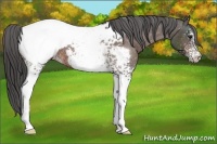 Horse Color:White Spotted Bay Appaloosa Rabicano