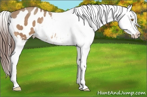 Horse Color:Amber Champagne Appaloosa Rabicano 
