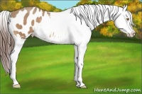 Horse Color:Amber Champagne Appaloosa Rabicano 